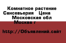 Комнатное растение Сансевьерия › Цена ­ 120 - Московская обл., Москва г.  »    